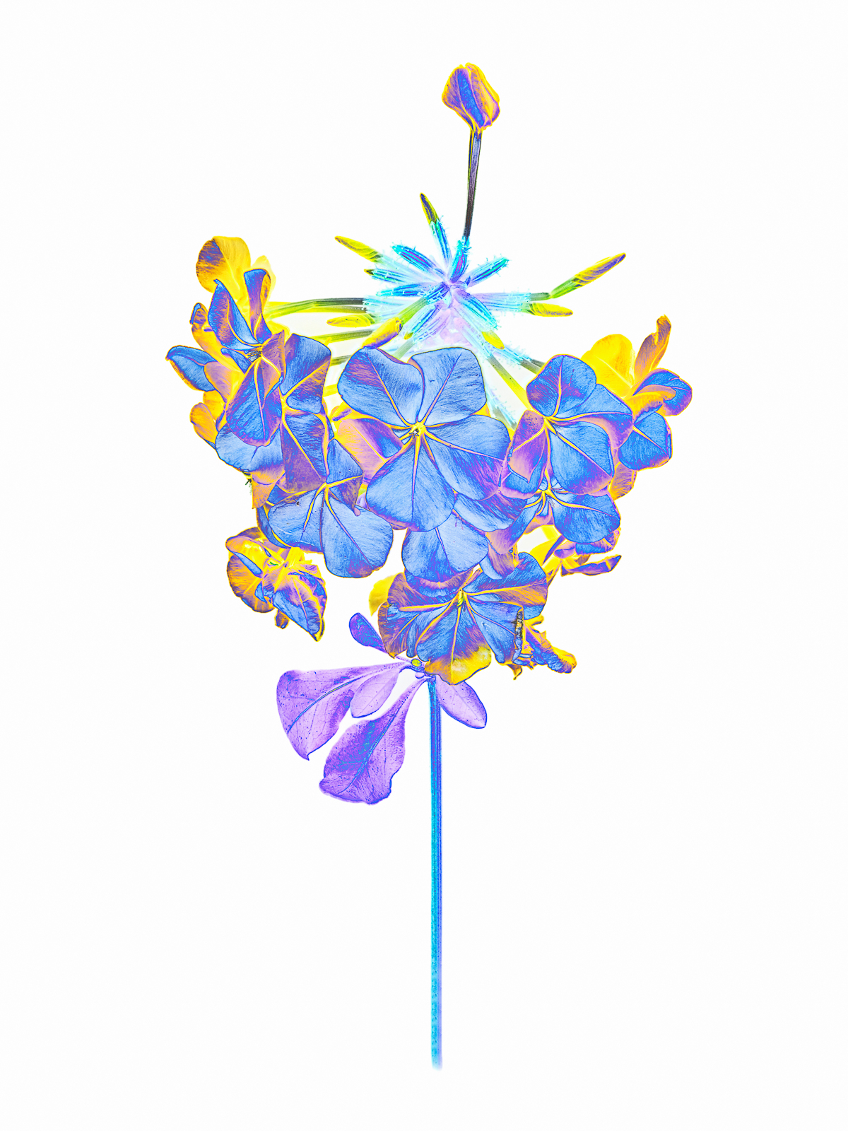 Fleur bleue_Inversion.jpg