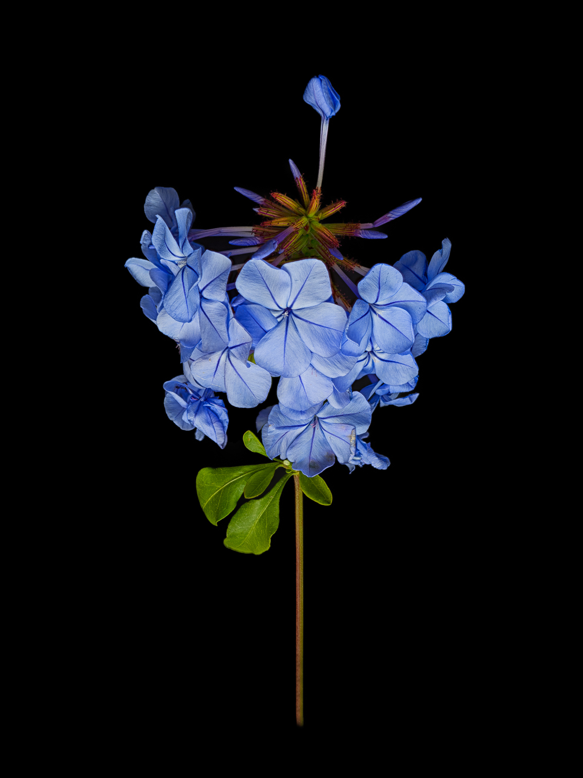 Bleu-V2.jpg