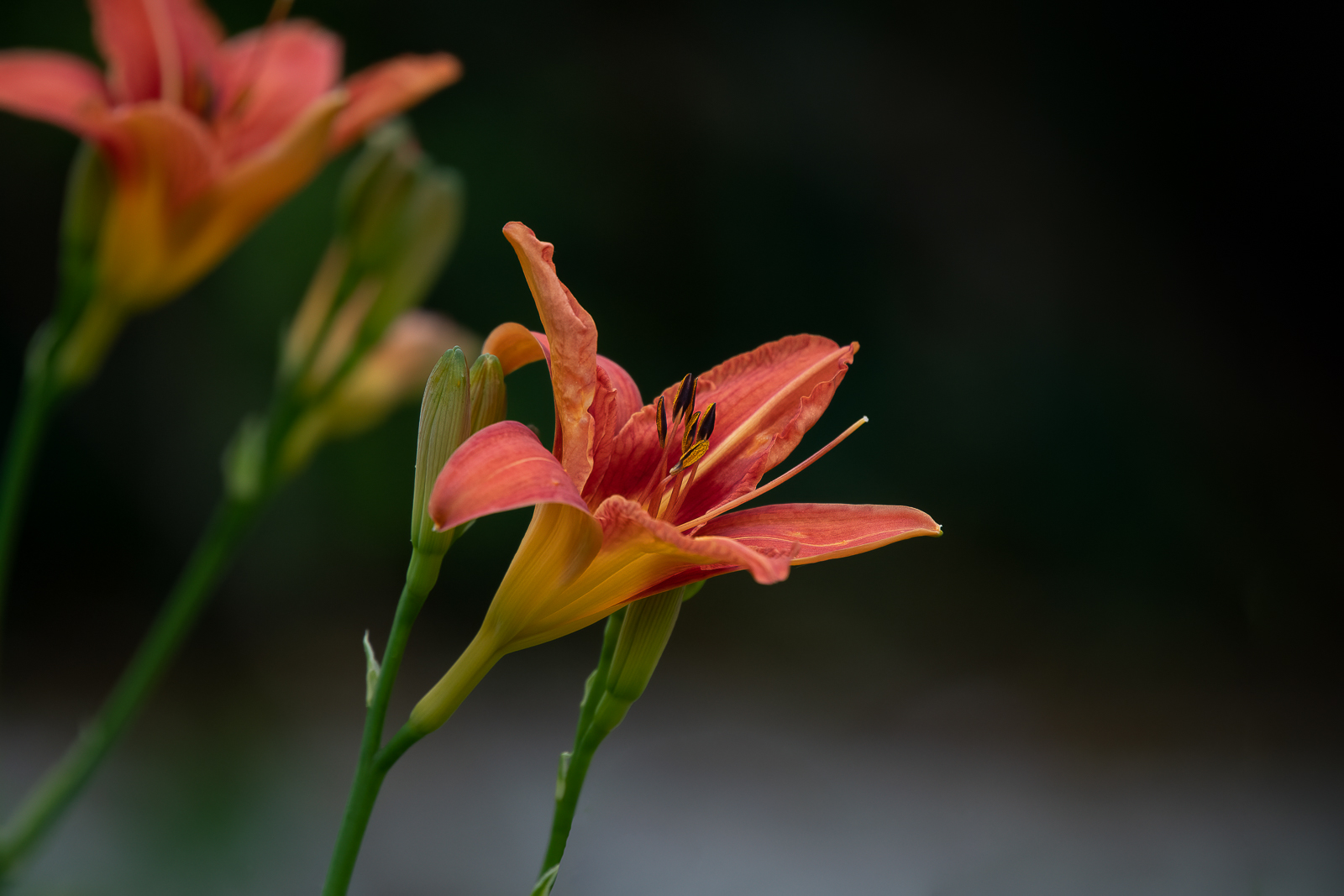 DSC_0231-Modifier-Modifier.jpg