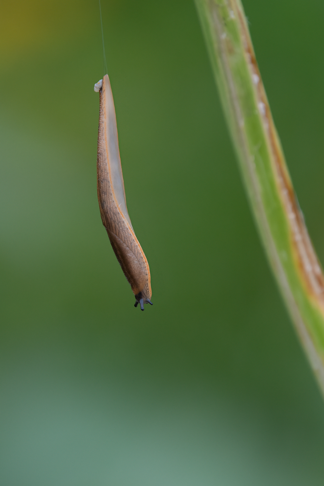 DSC_0234-Modifier.jpg