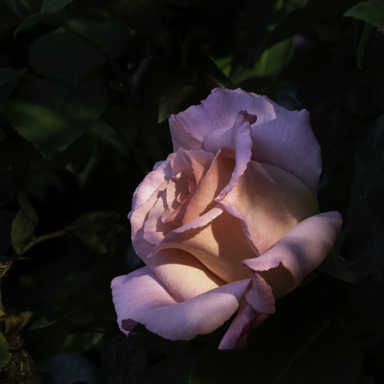 P1060738-Modifier.jpg