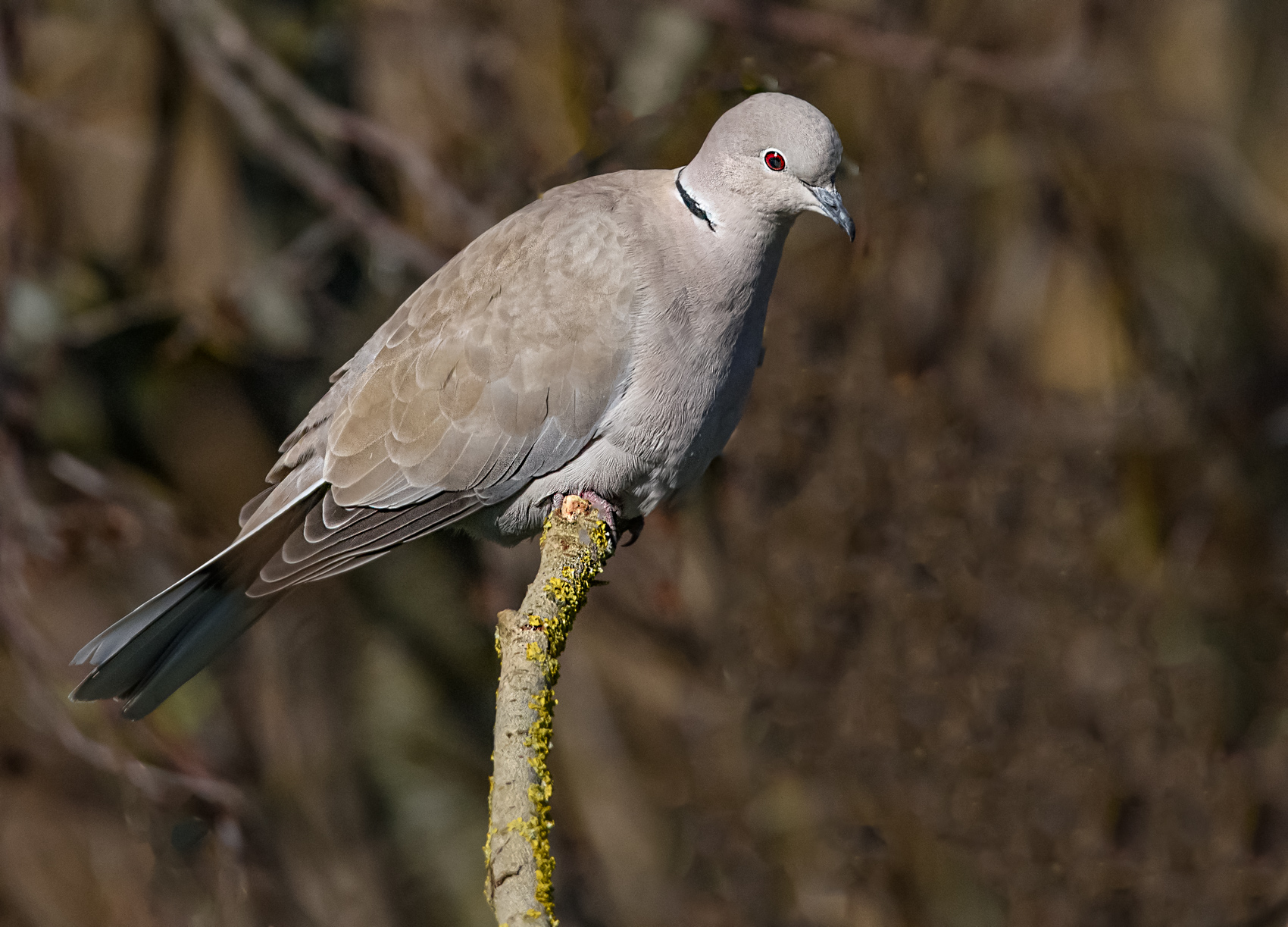 _DSC4349-Modifier.jpg