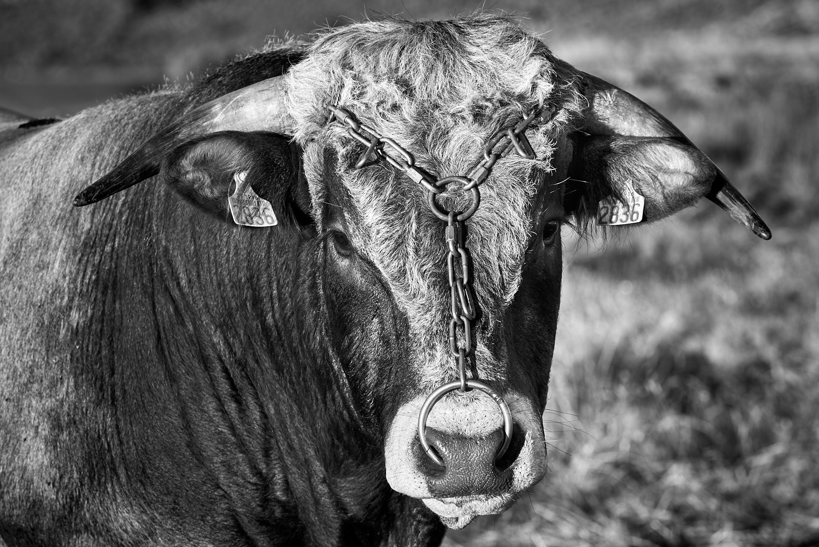 21630_D756554_Aubrac 2.jpg