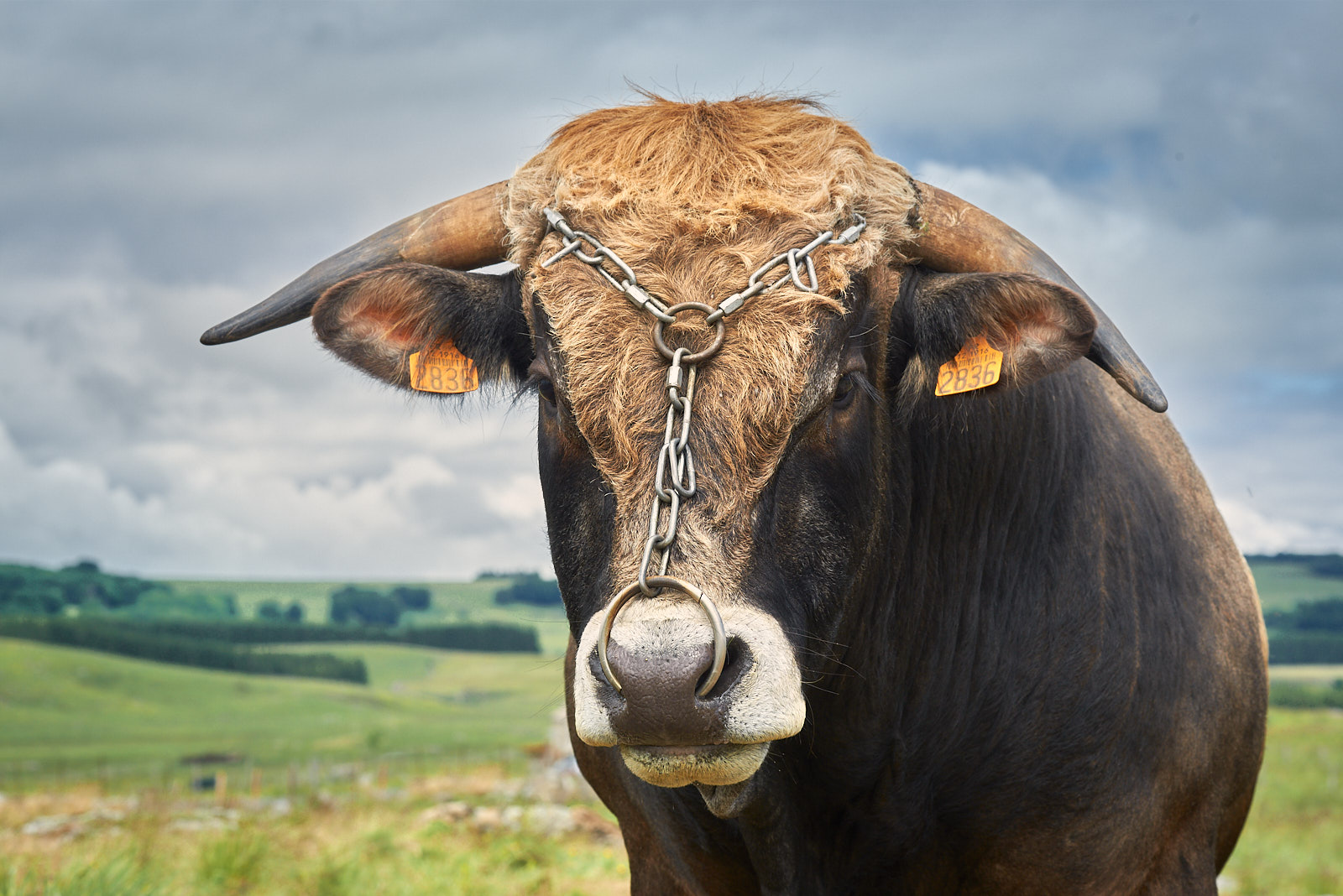 21630_D756503_Aubrac.jpg