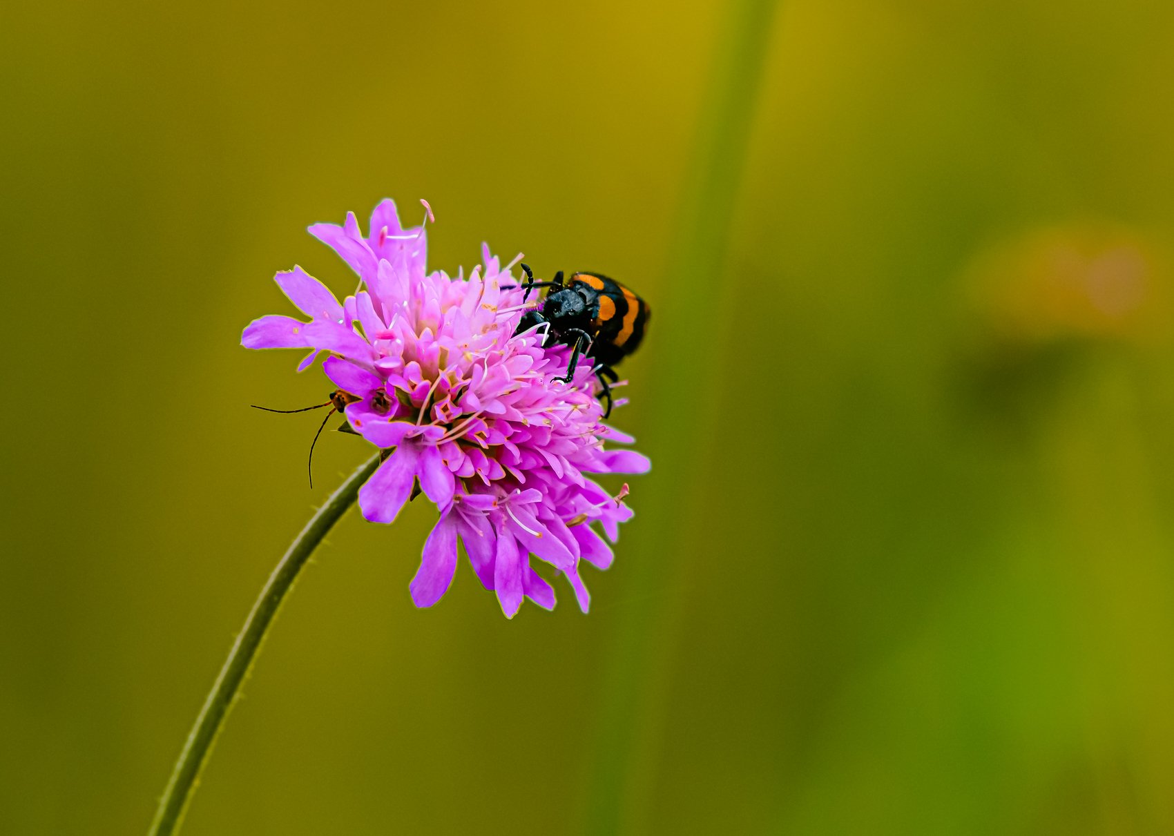 DSC_0951-Modifier.jpg