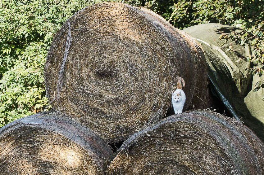 09112015-le chat.jpg