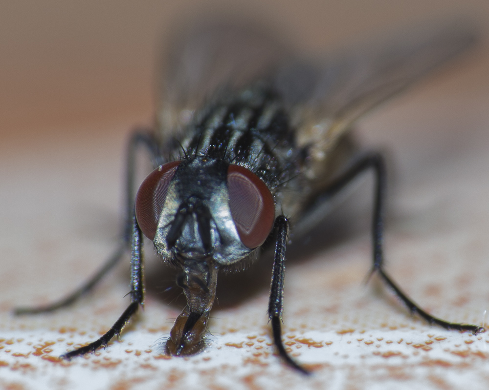 Mouche.jpg