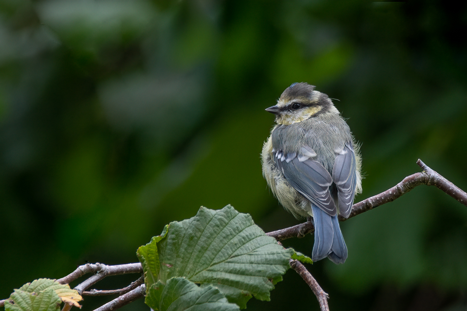 DSC_1590-Modifier-Modifier.jpg
