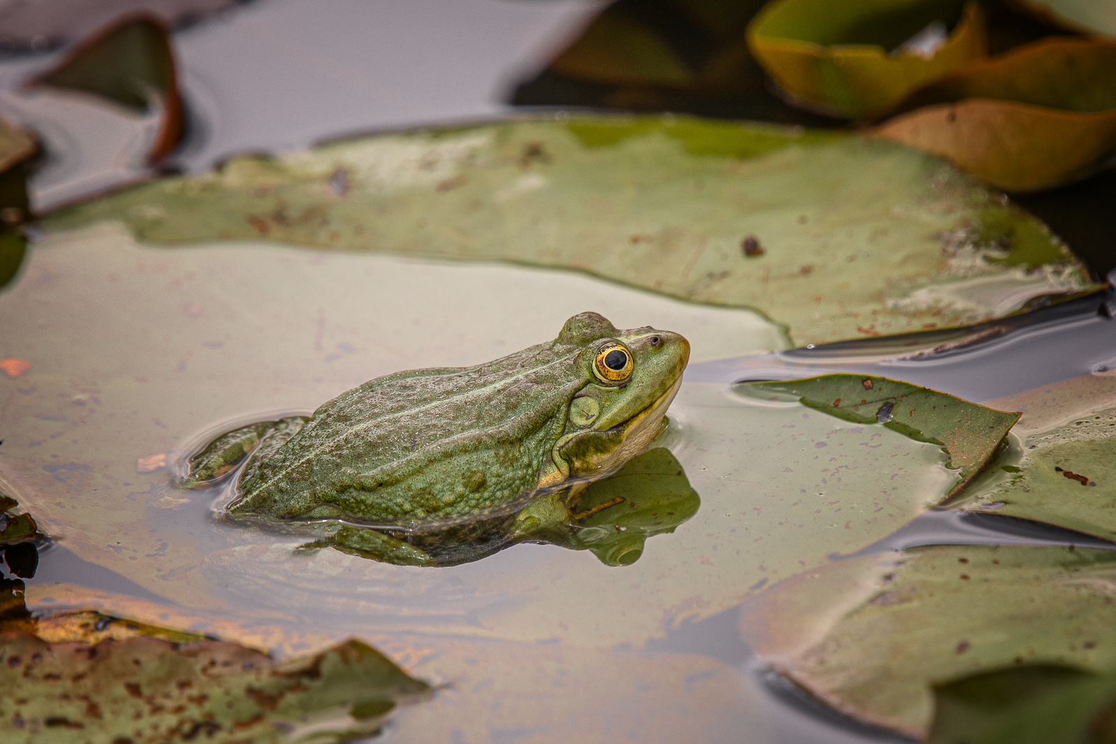 DSC_2266-Modifier.jpg