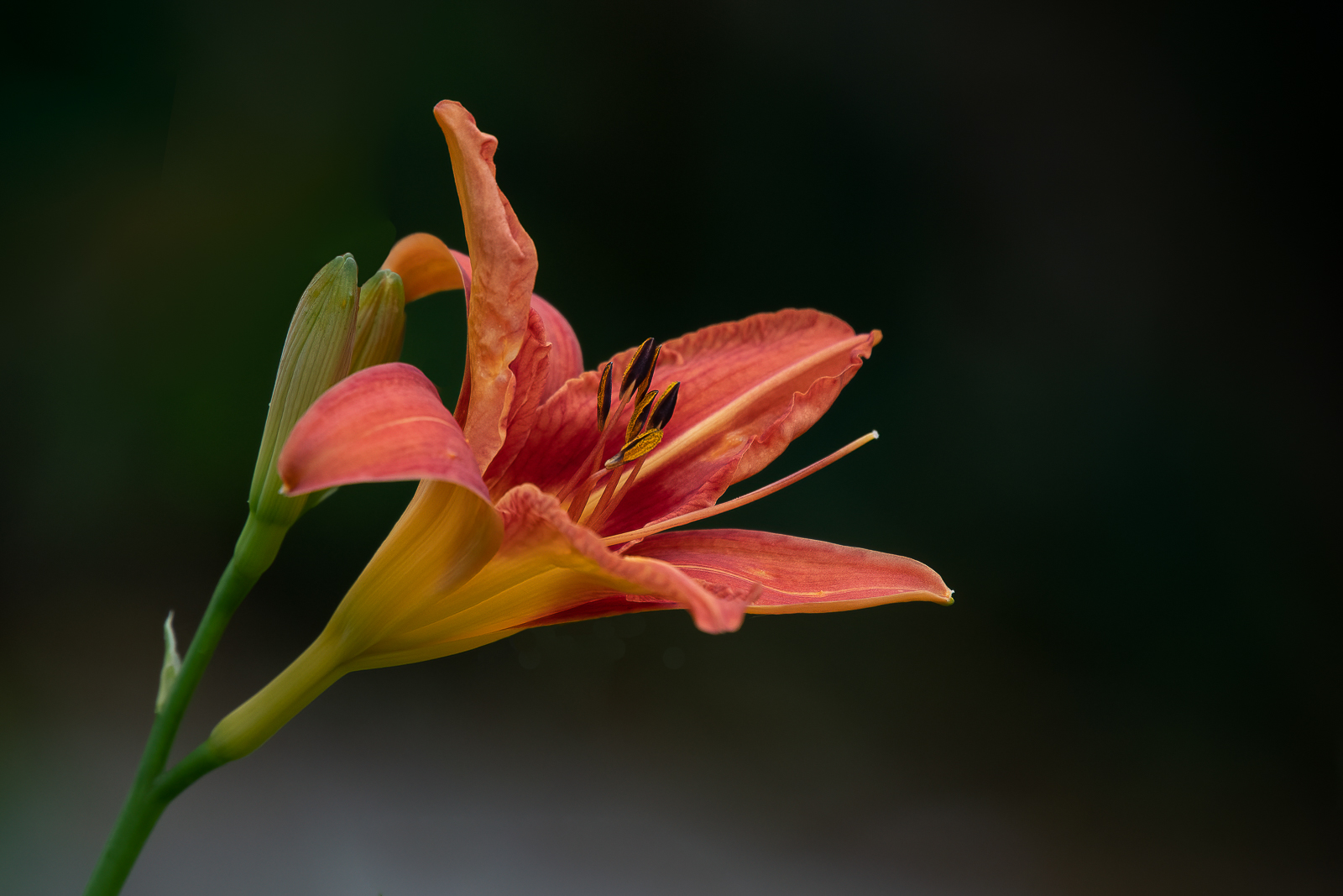 DSC_0231-Modifier-Modifier-Modifier-Modifier-2.jpg