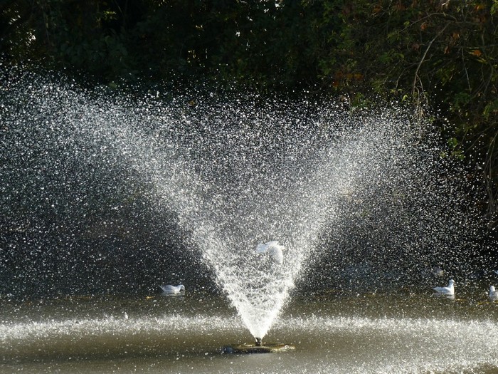 P1070590 - Copie.JPG