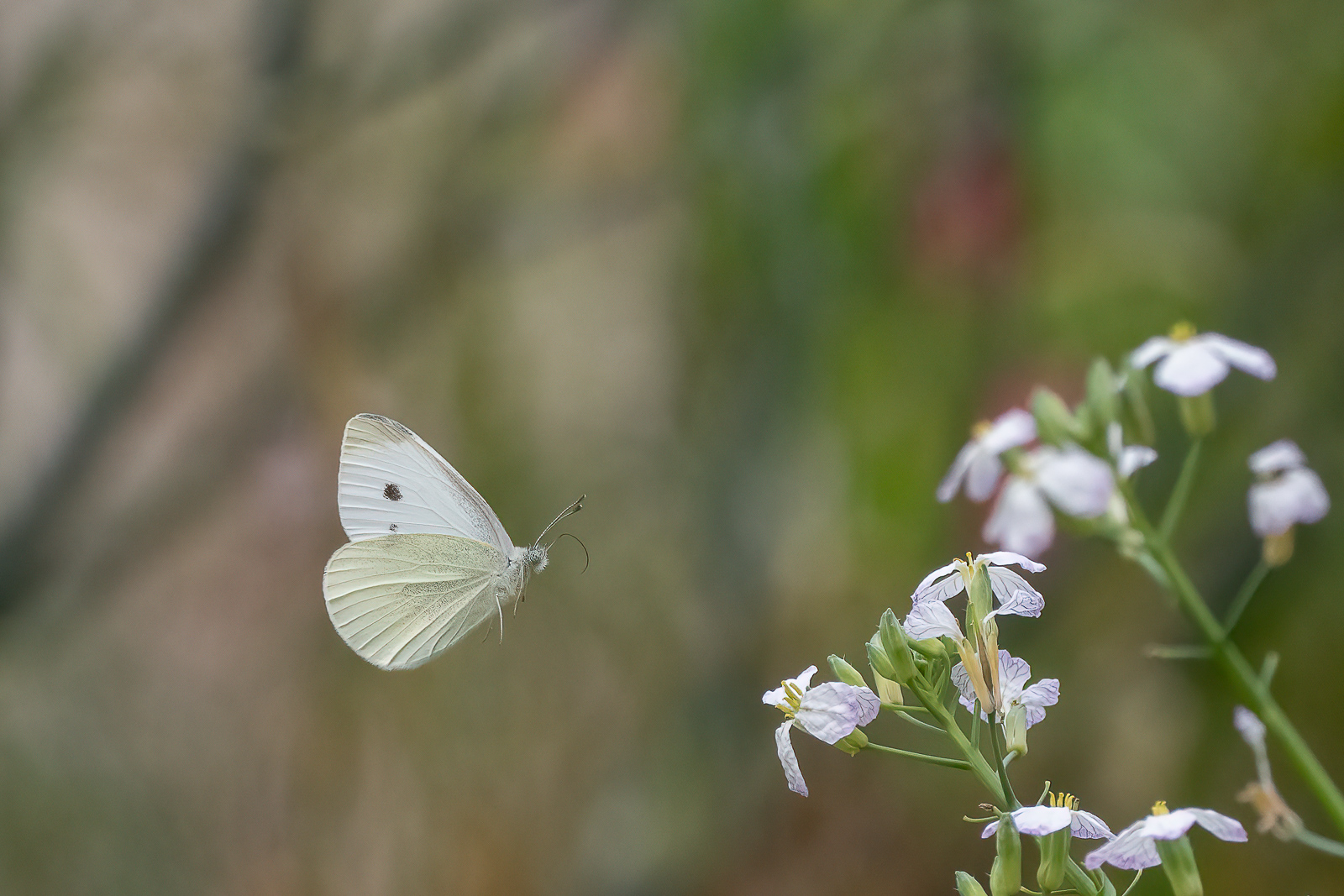 DSC_7261-Modifier.jpg