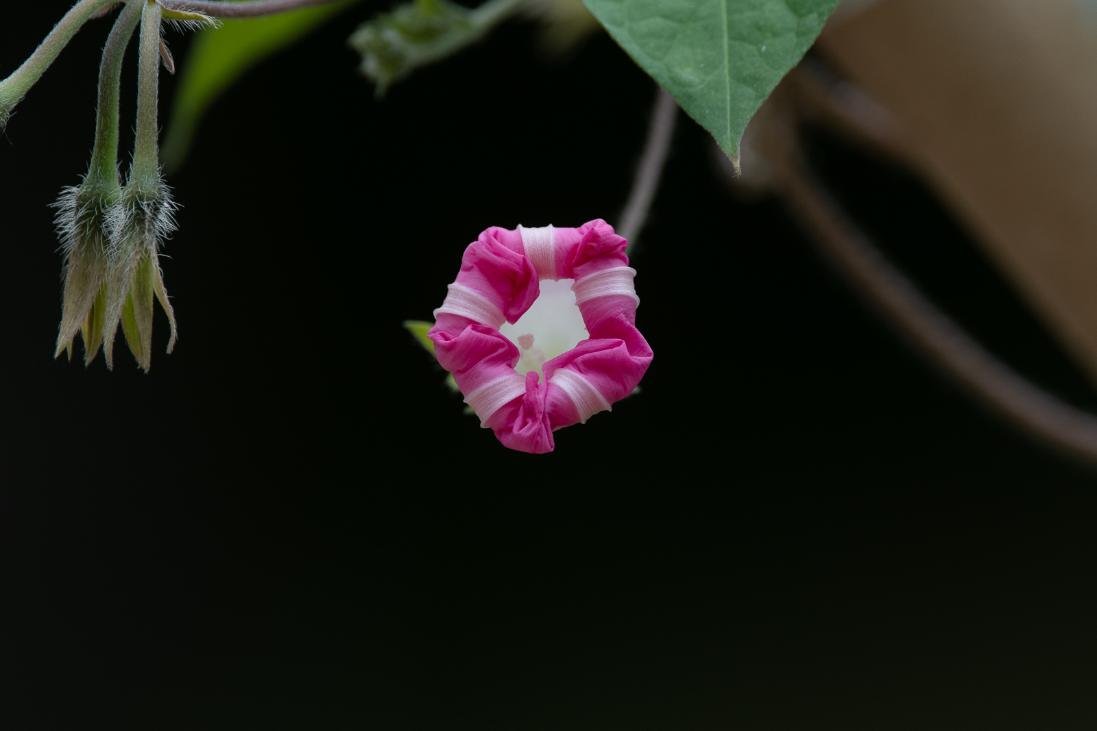 DSC_7217.jpg