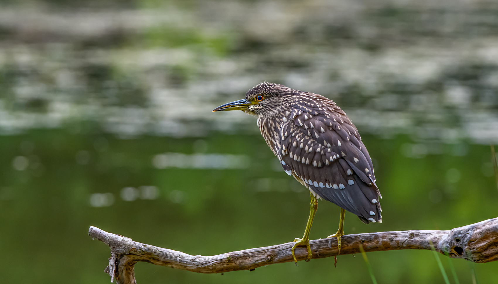 DSC_4005-Modifier-2-Modifier.jpg