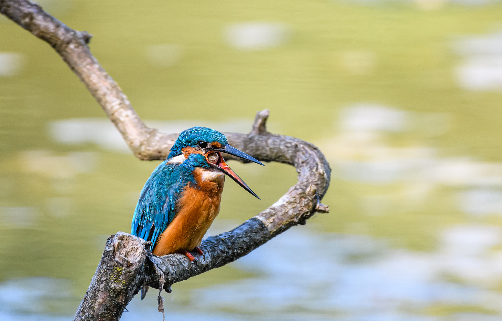DSC_5769-Modifier.jpg