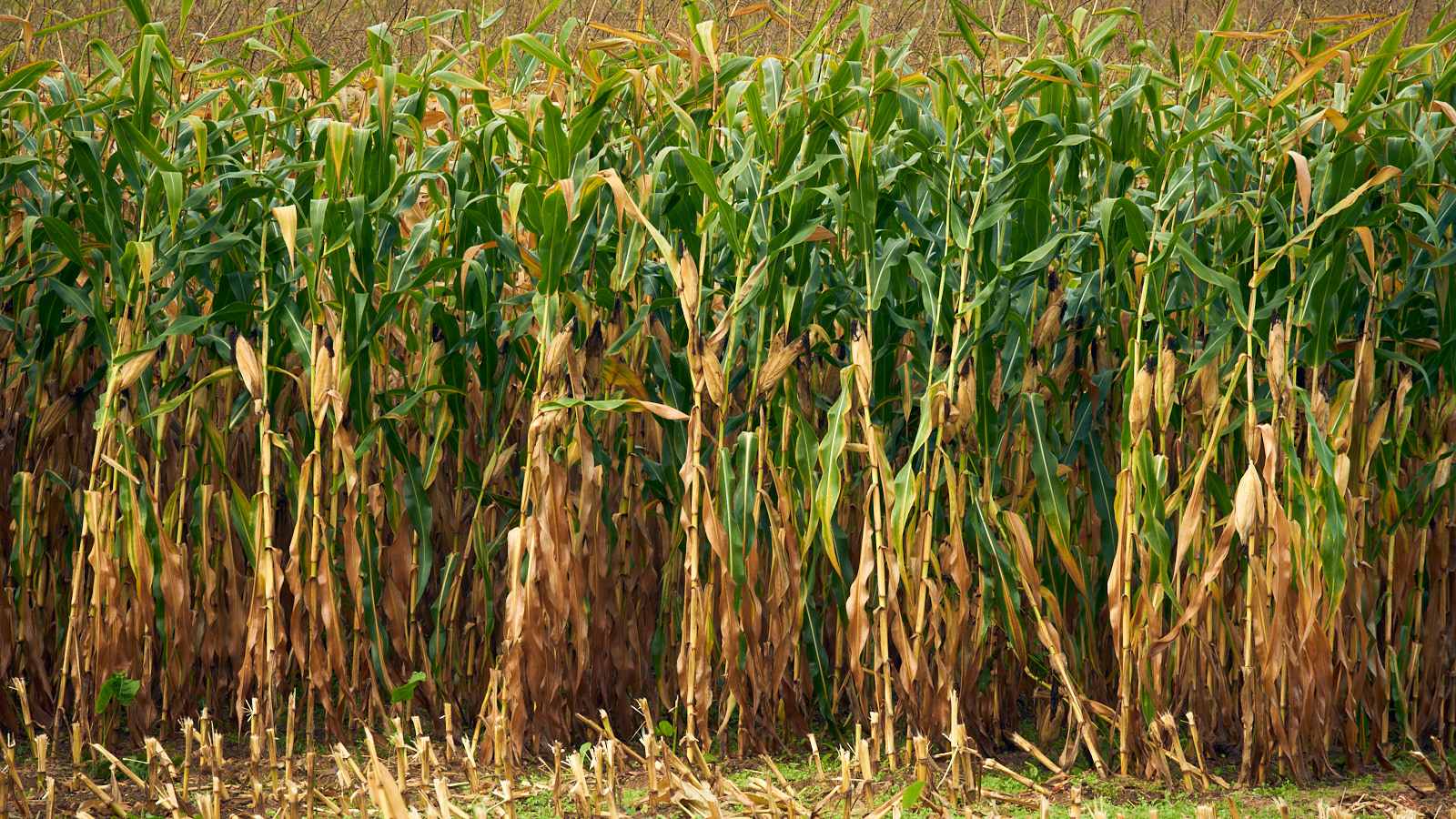 21926_D759241_maïs.jpg