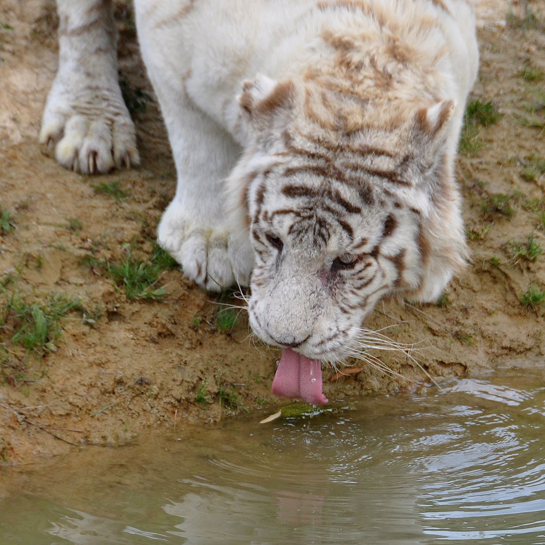 DSC_4313 tigre blanc buvant (1080).jpg
