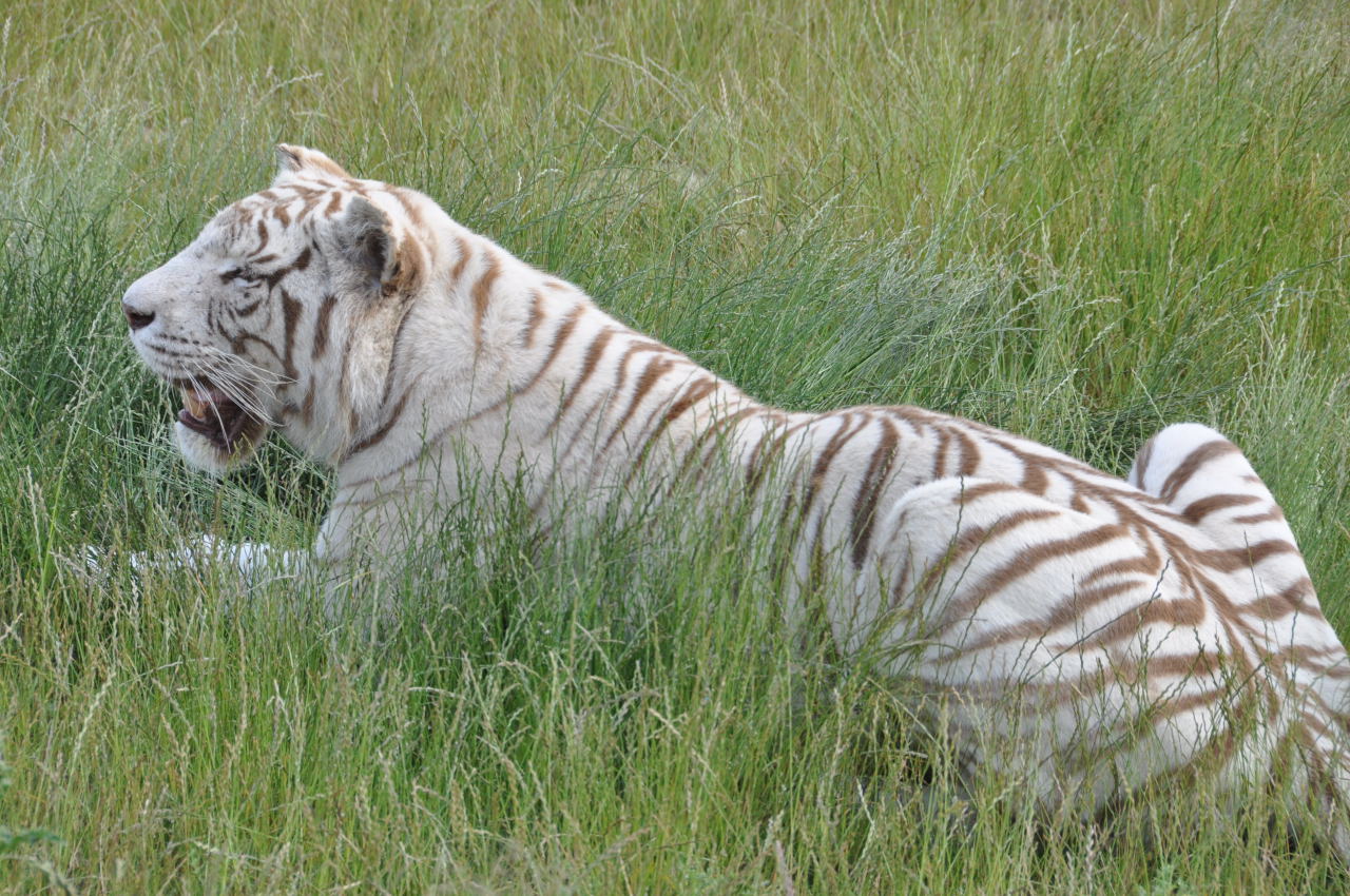 DSC_7874 tigre blanc-1280x850.JPG