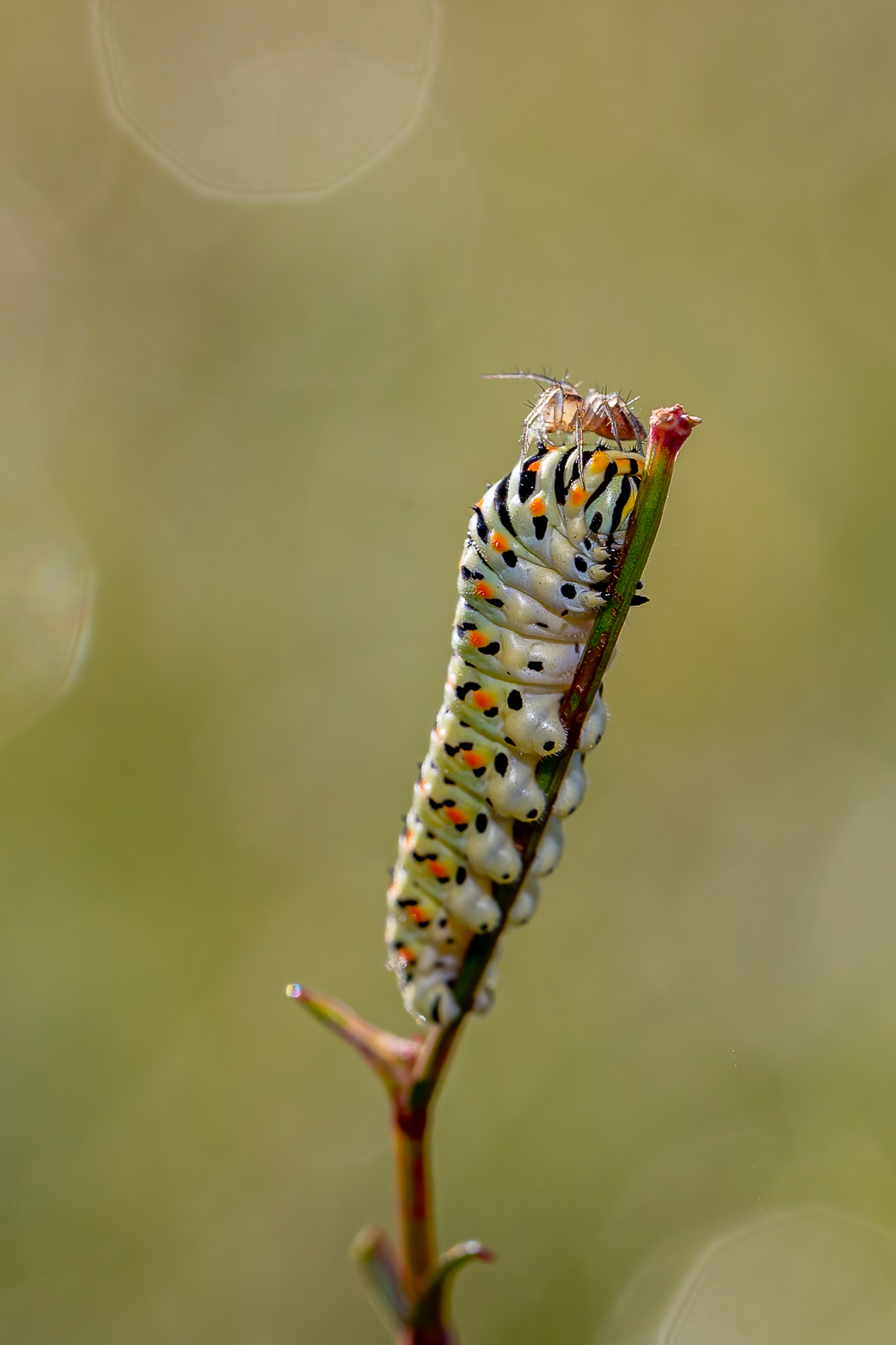 5D3_8491.jpg