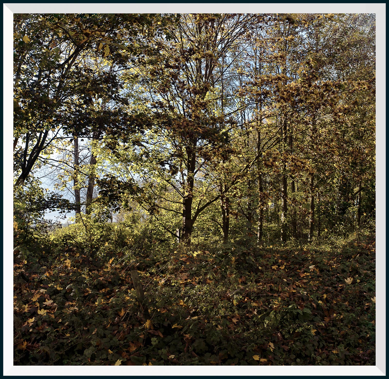 Pano_feuilles mortes.jpg