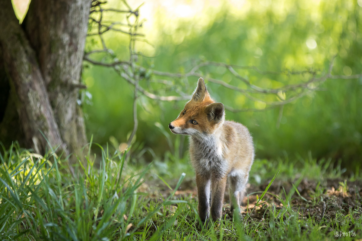 Renard-4107.jpg