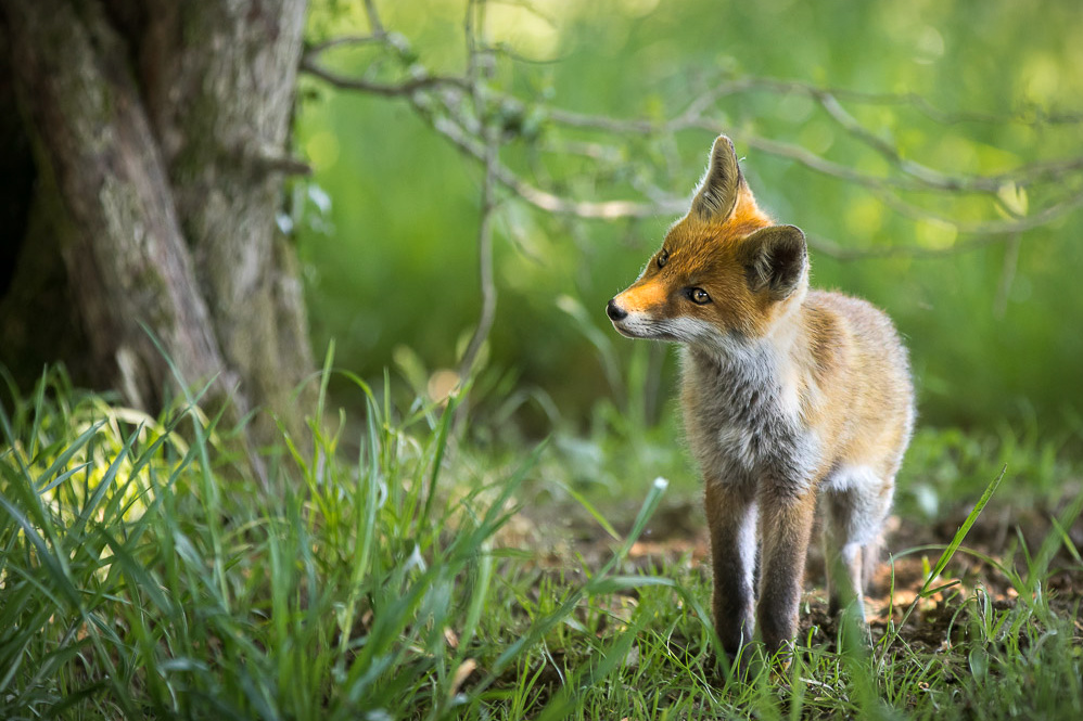 Renard-4107.jpg