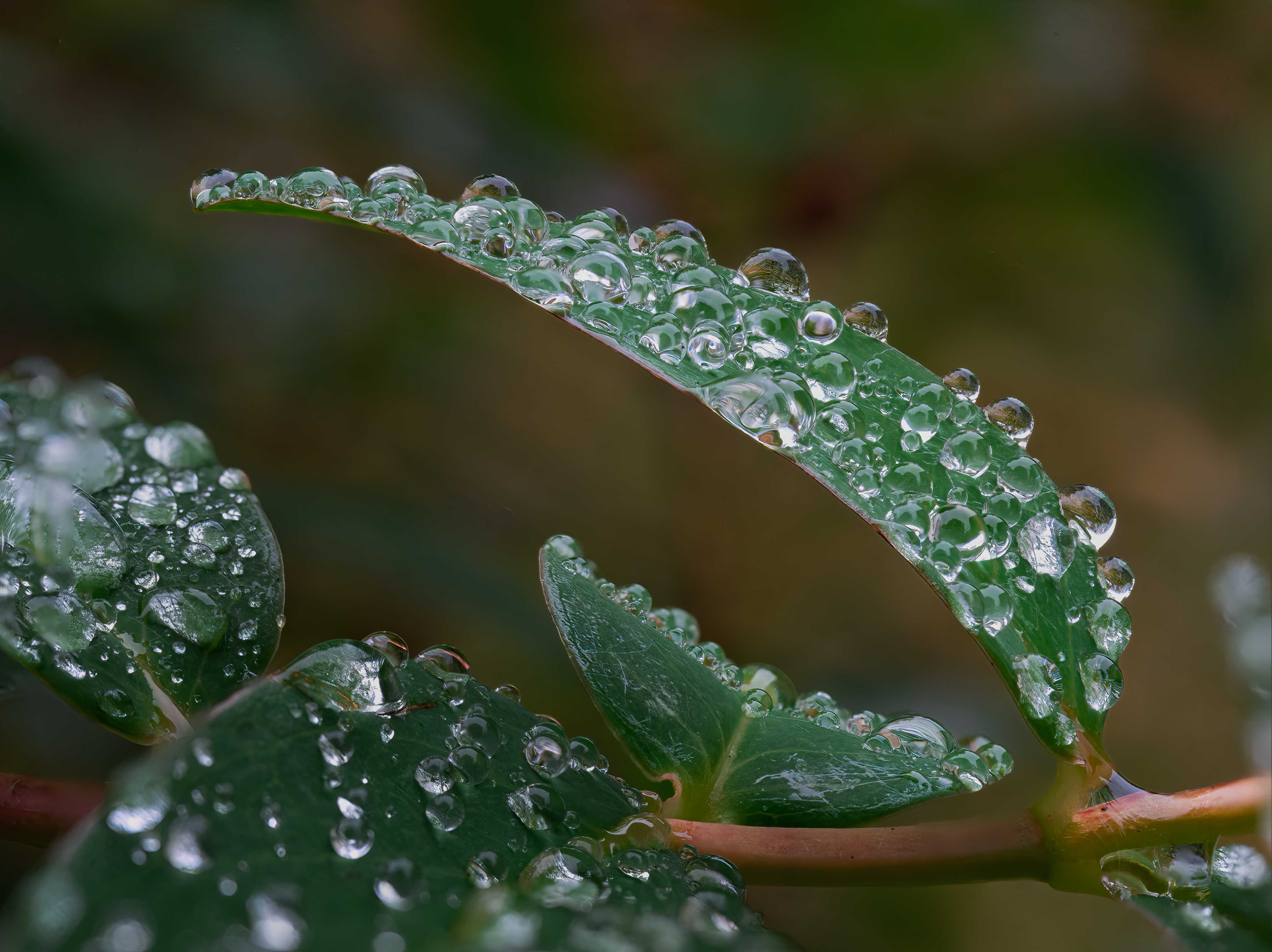 gouttes de pluie 2.jpg