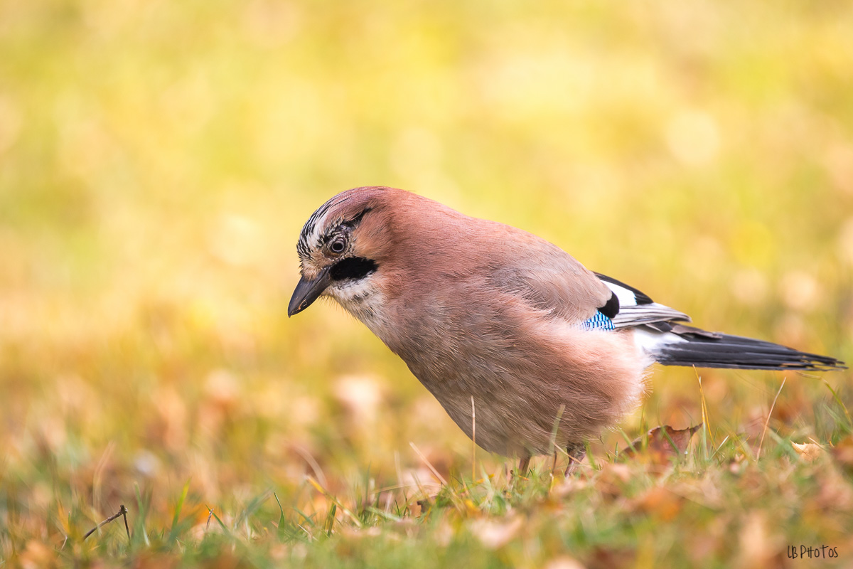 Oiseau Geai des chenes-6208.jpg