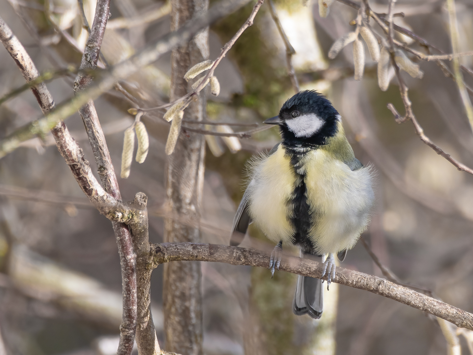 DSC_1746-Modifier-Modifier.jpg