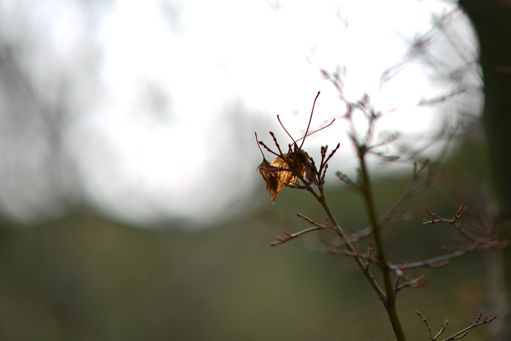 dans le jardin.JPG
