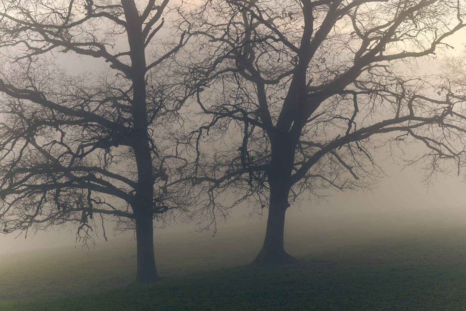 21127_D750633_Brume.jpg
