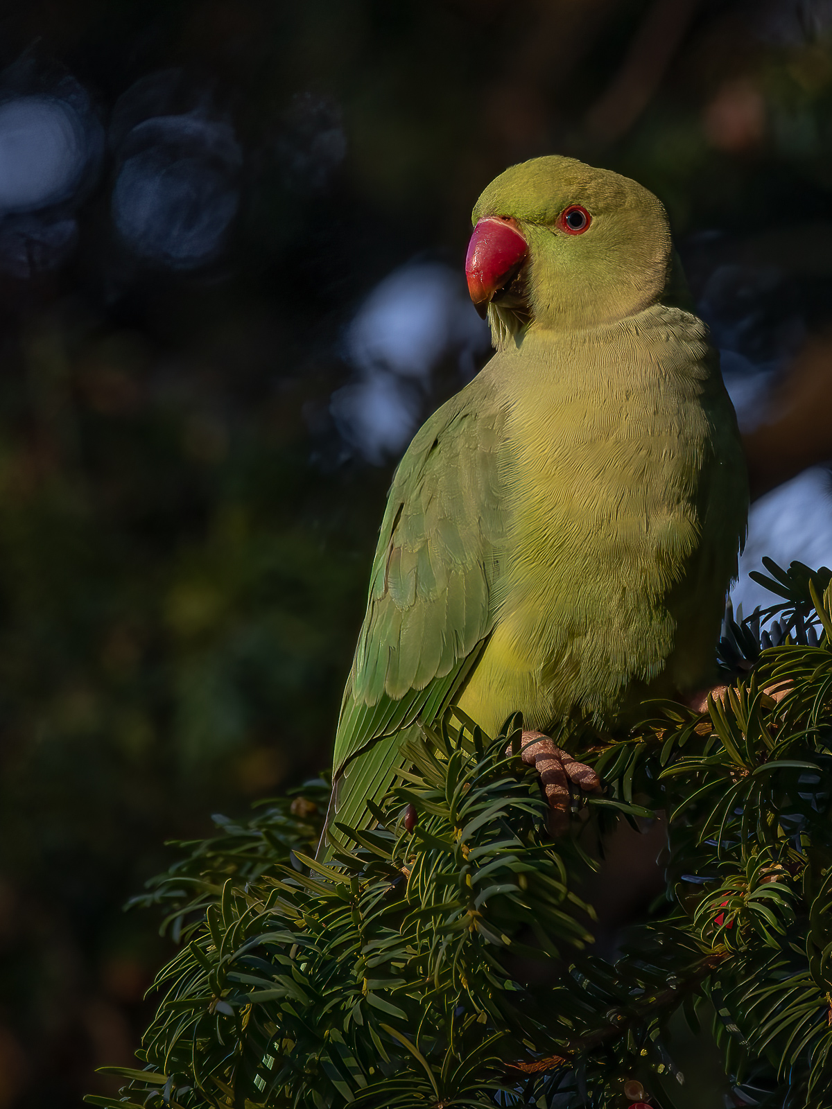 DSC_2470-Modifier-Modifier.jpg