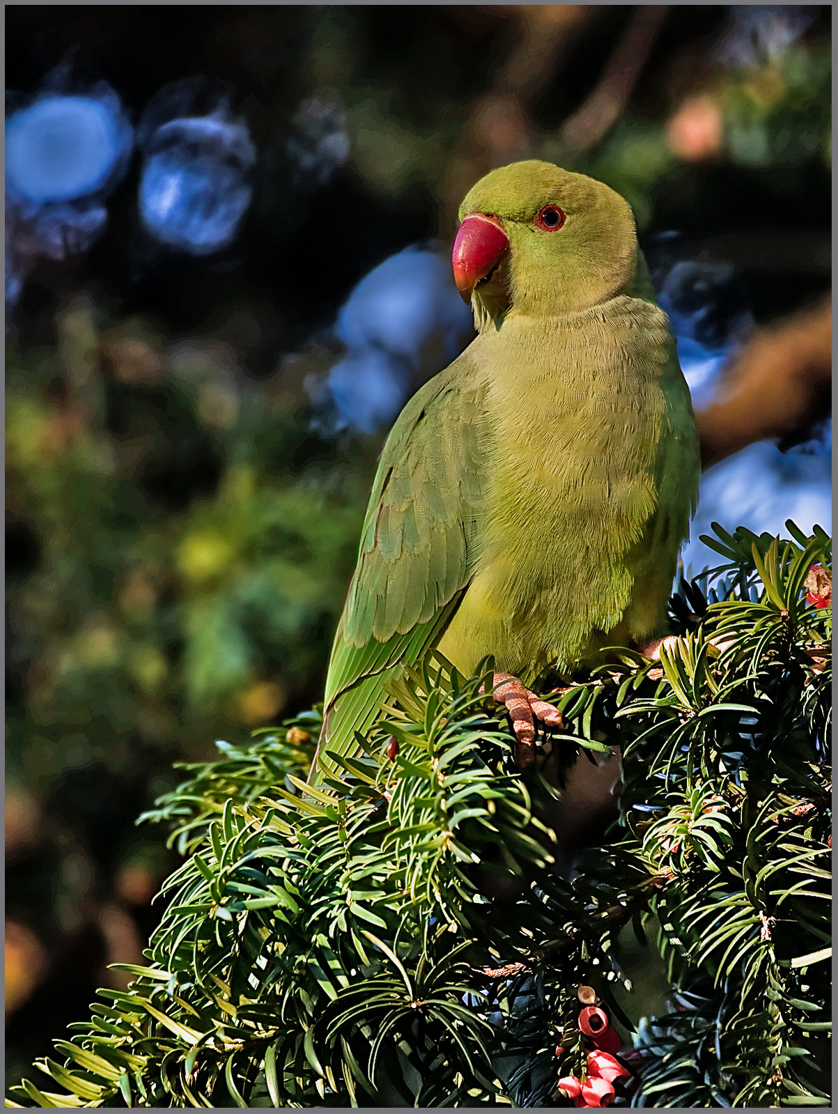 DSC_2470-Modifier.jpg