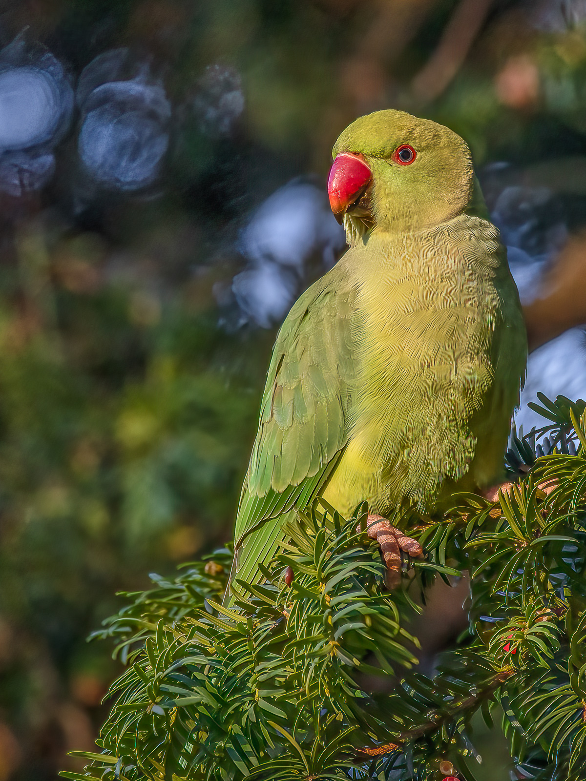 DSC_2470-Modifier-Modifier.jpg