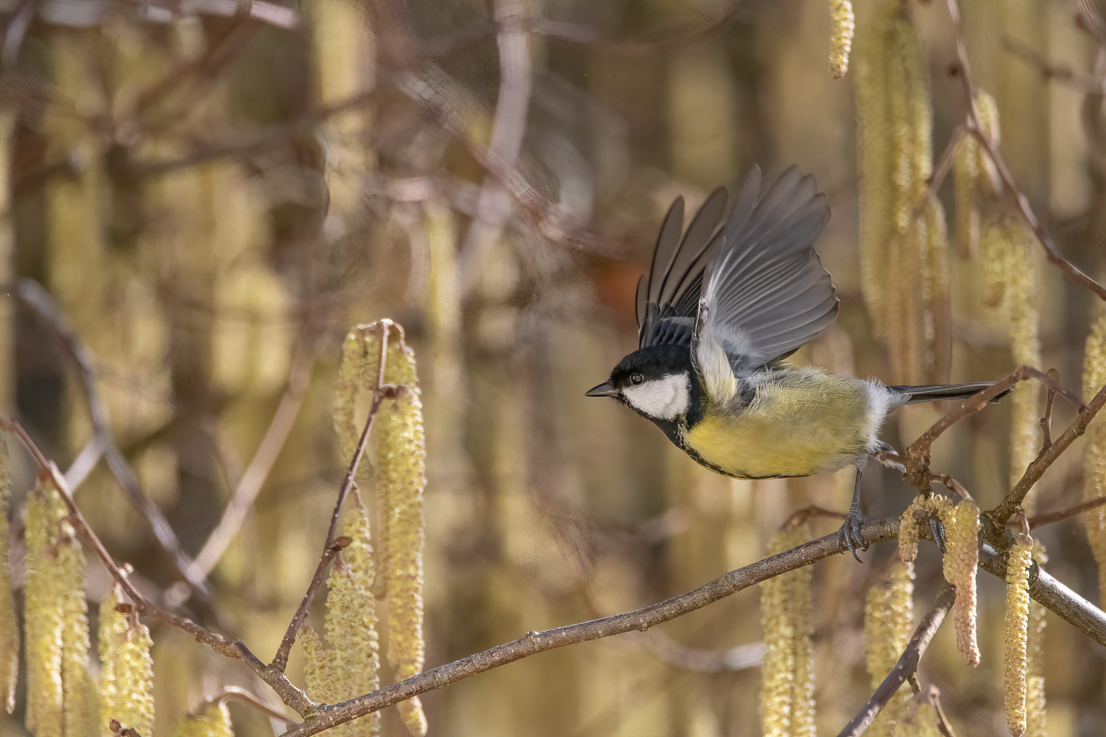 DSC_2662-Modifier-Modifier.jpg