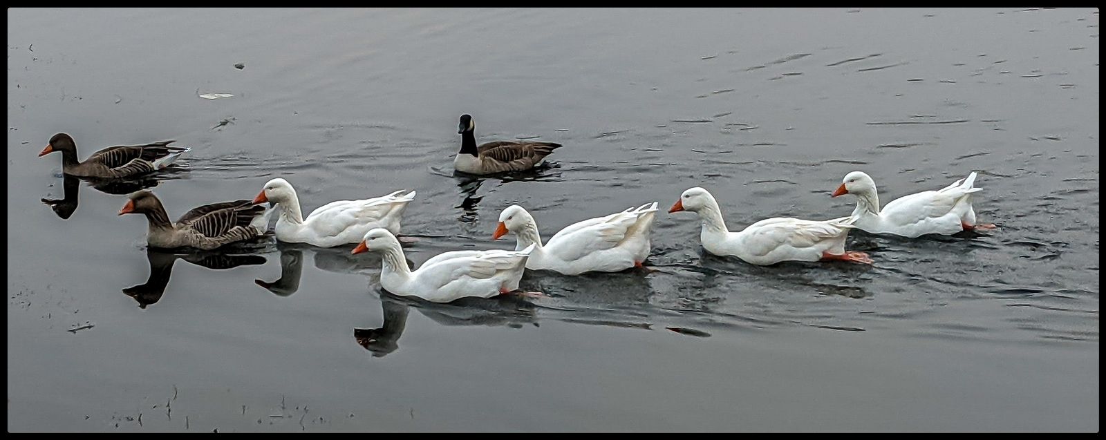 cygne 1600.jpg