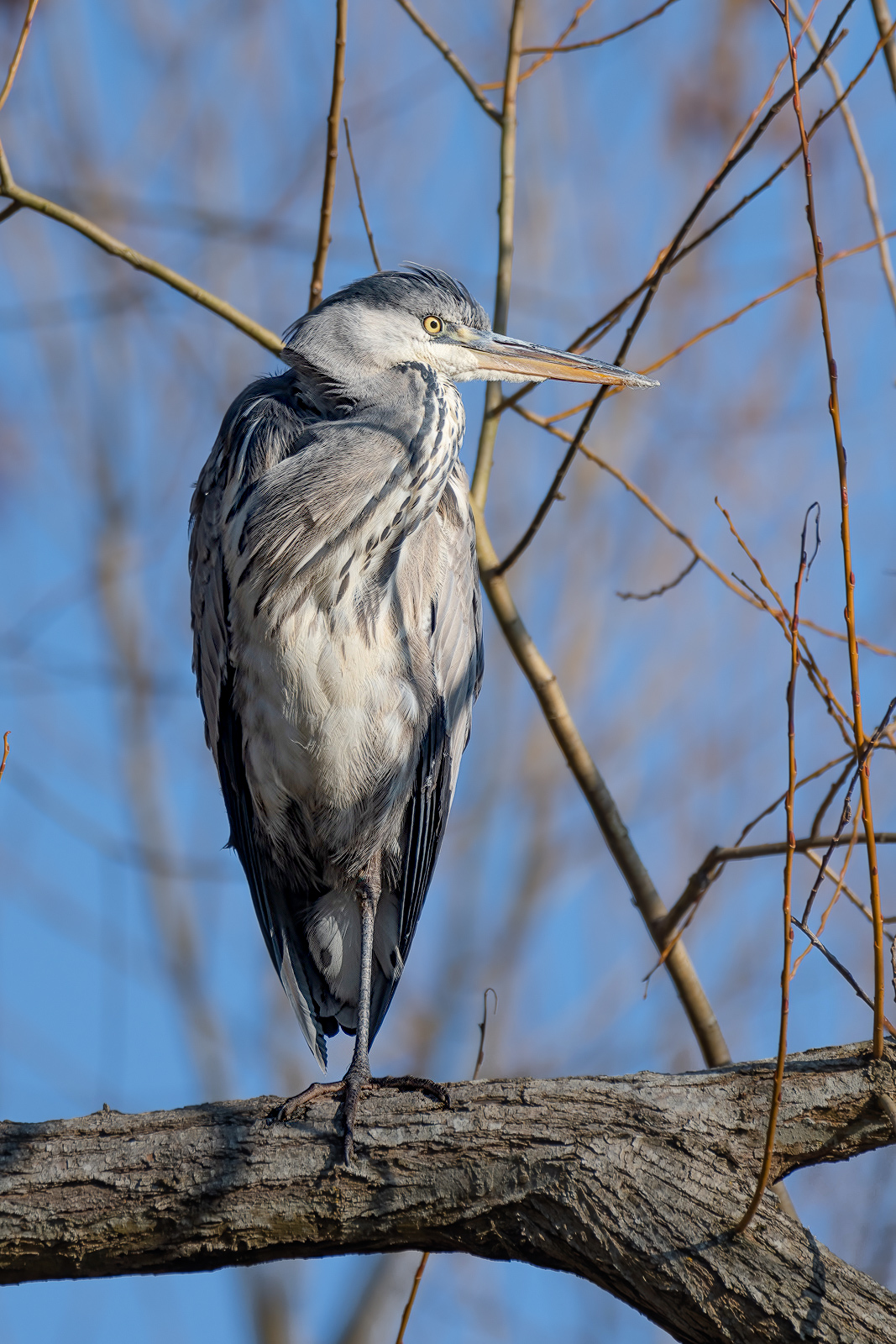 DSC_6708-Modifier.jpg