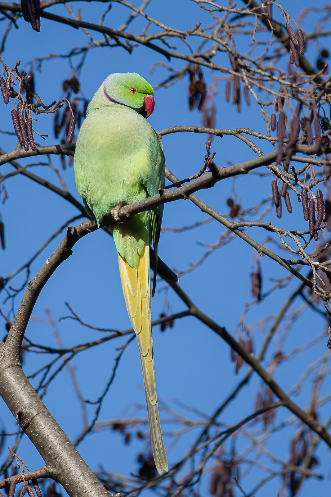 DSC_6678-Modifier.jpg