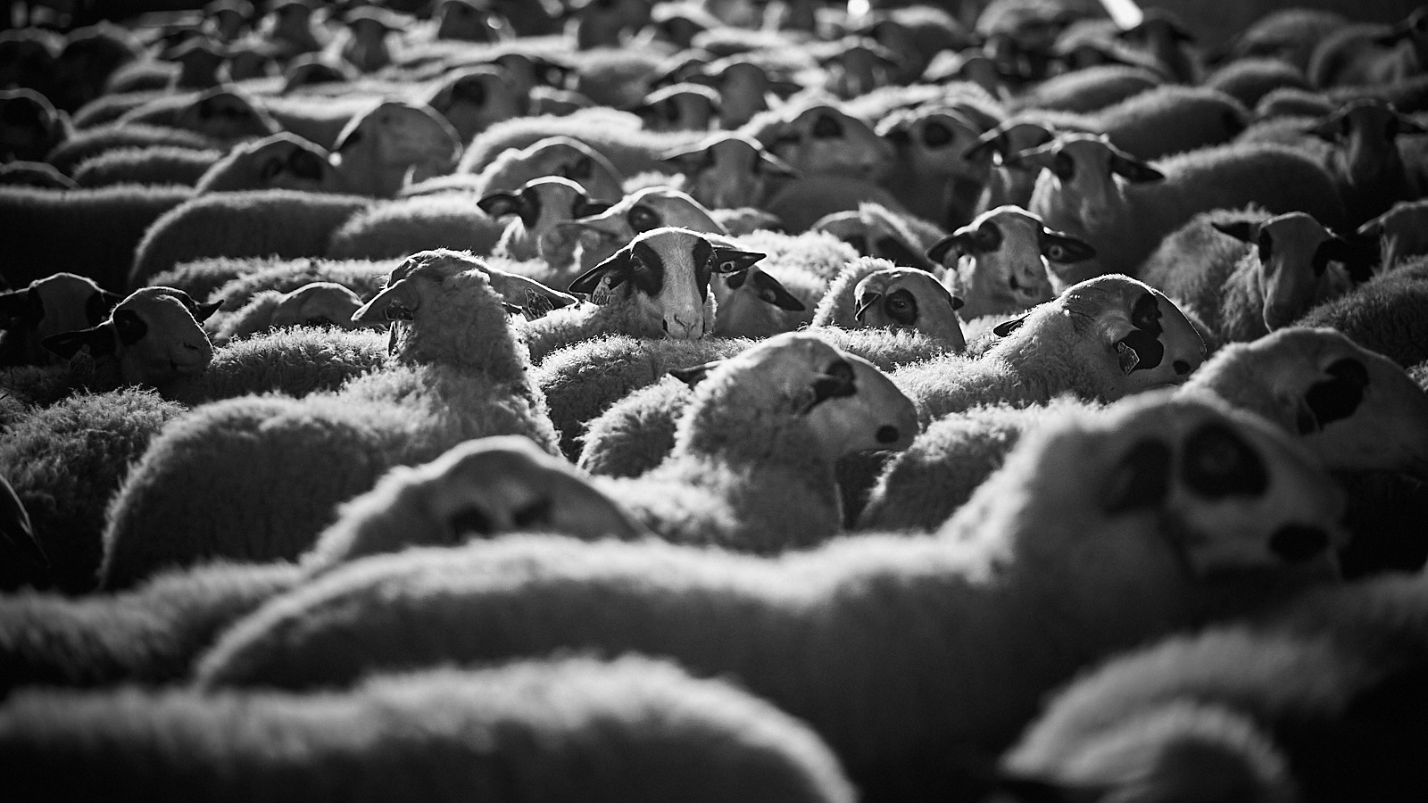 Foule1.jpg