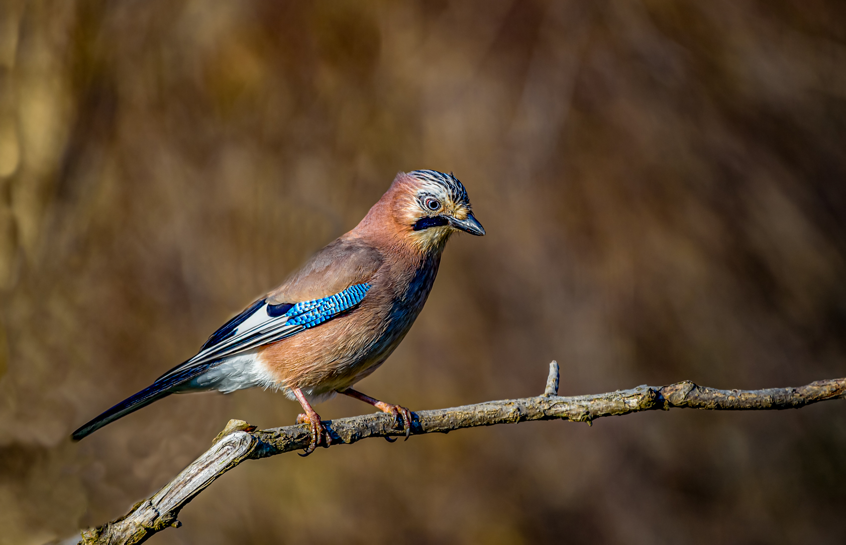 DSC_2584-Modifier-Modifier.jpg