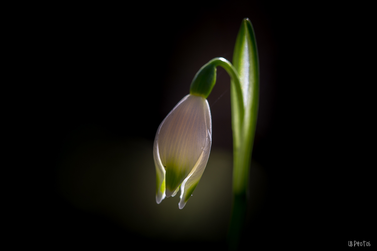 Fleur nivéoles-6561.jpg
