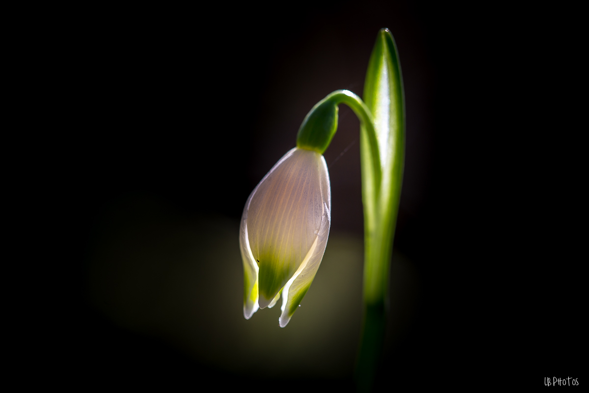 Fleur nivéoles-6561.jpg
