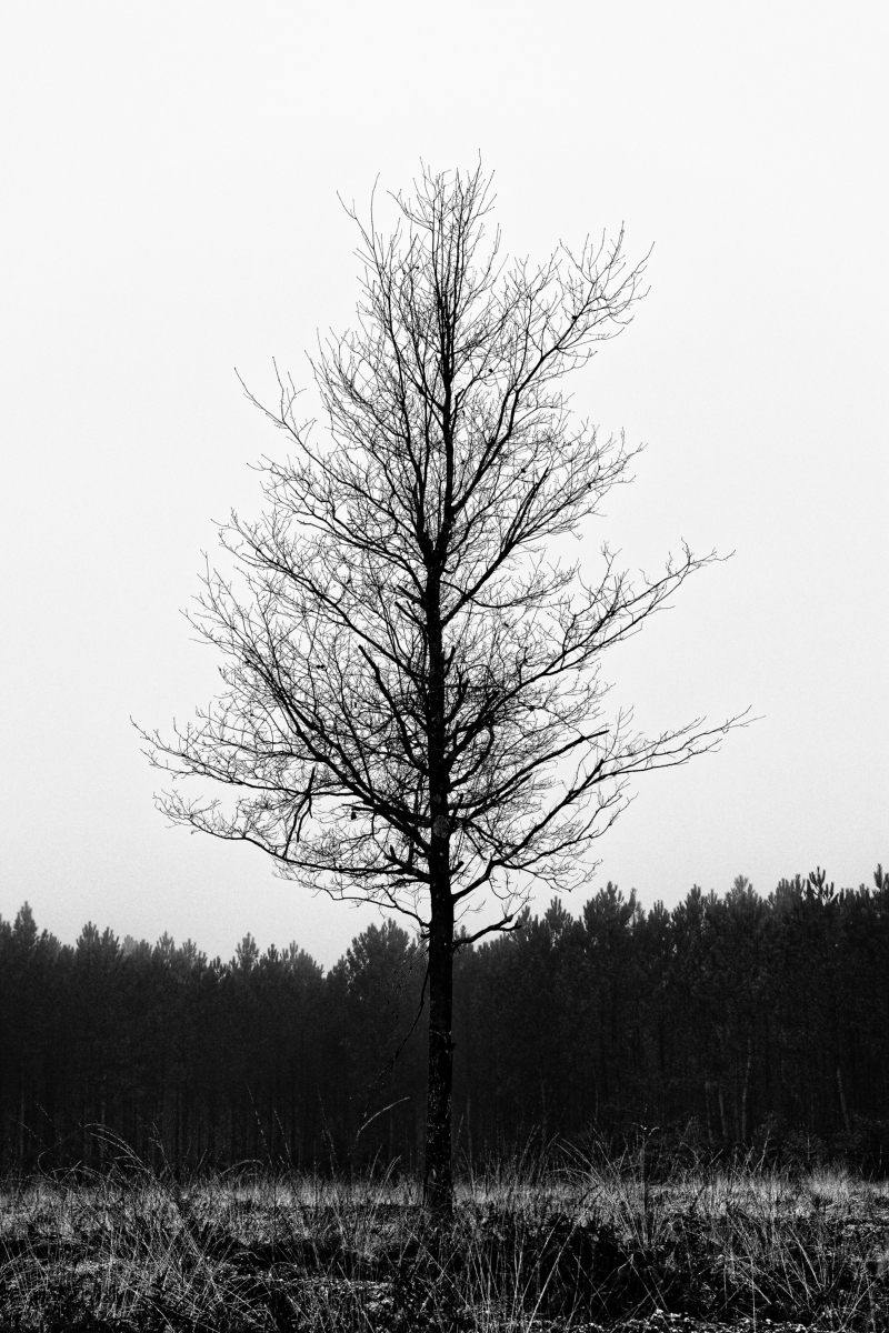 KSEB9929_Nik_Forum.jpg