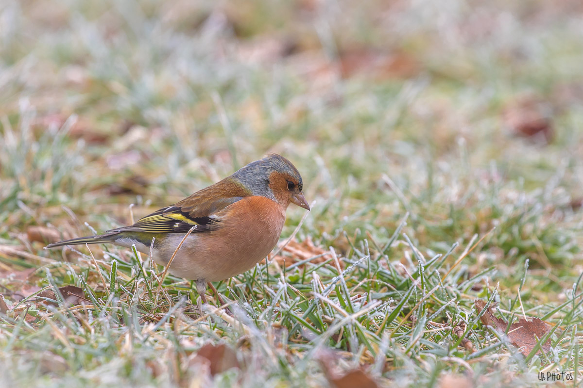 Oiseau Pinson-6558.jpg