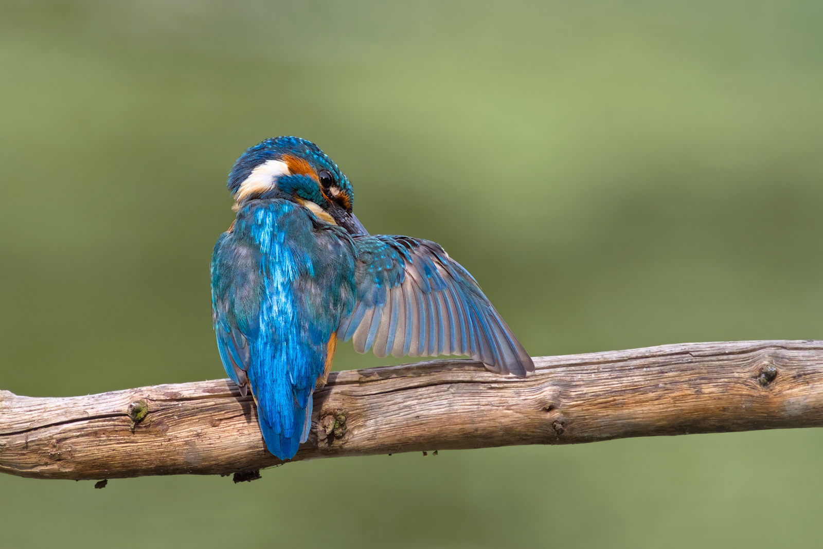 Bleu4.jpg