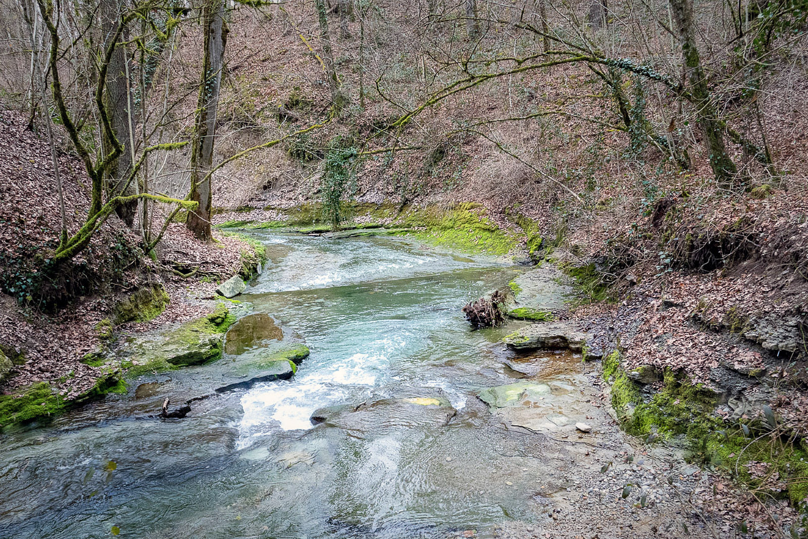 22312Sous-bois_Ouioui.jpg