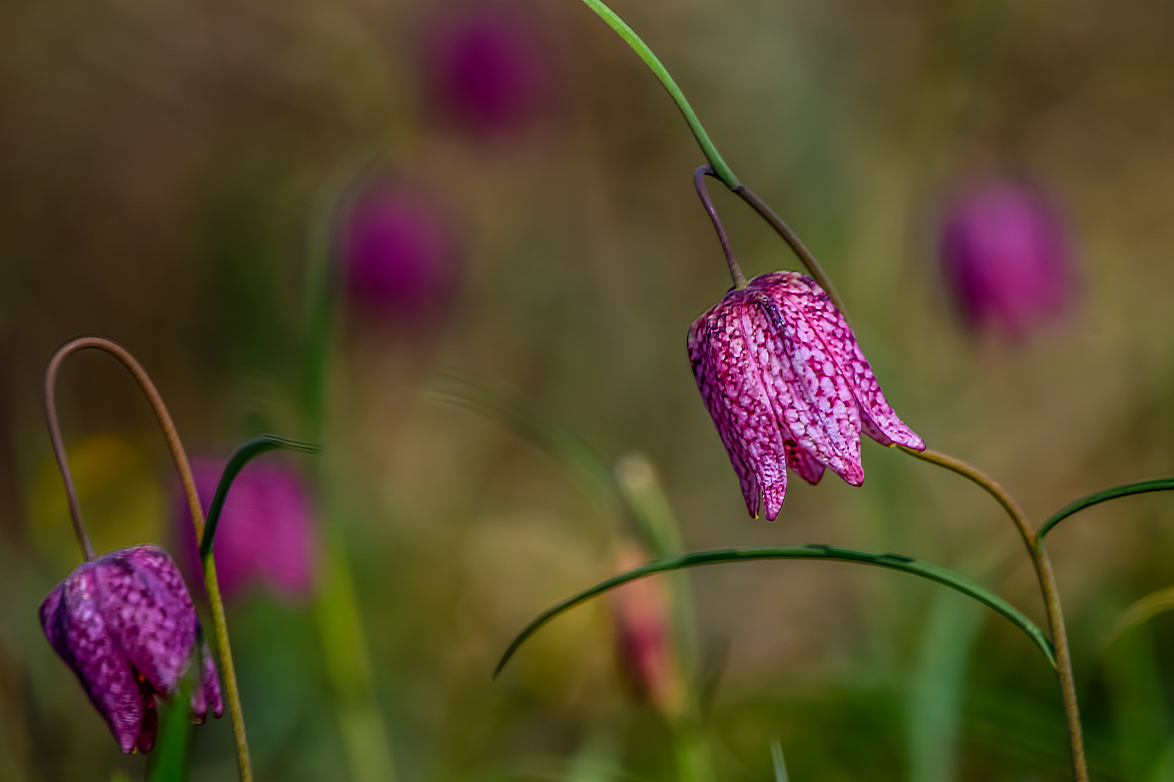 DSC_1391-Modifier-Modifier.jpg