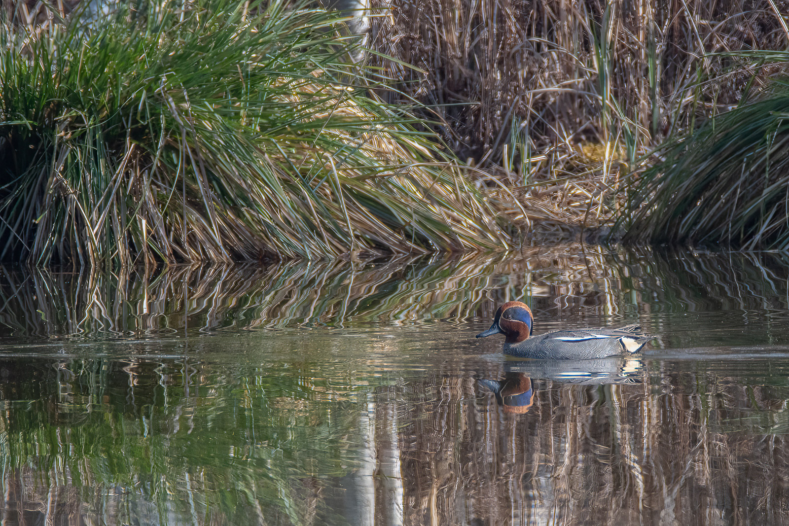 DSC_8937-Modifier.jpg