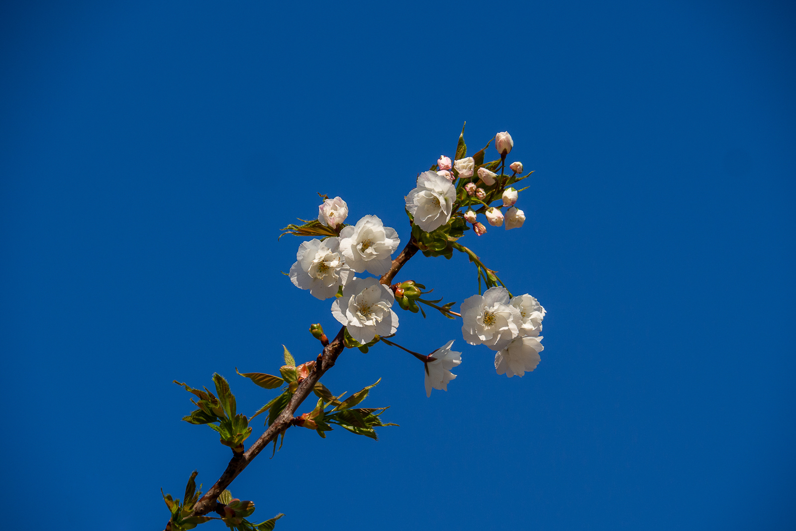 _3243027_edited-3.jpg