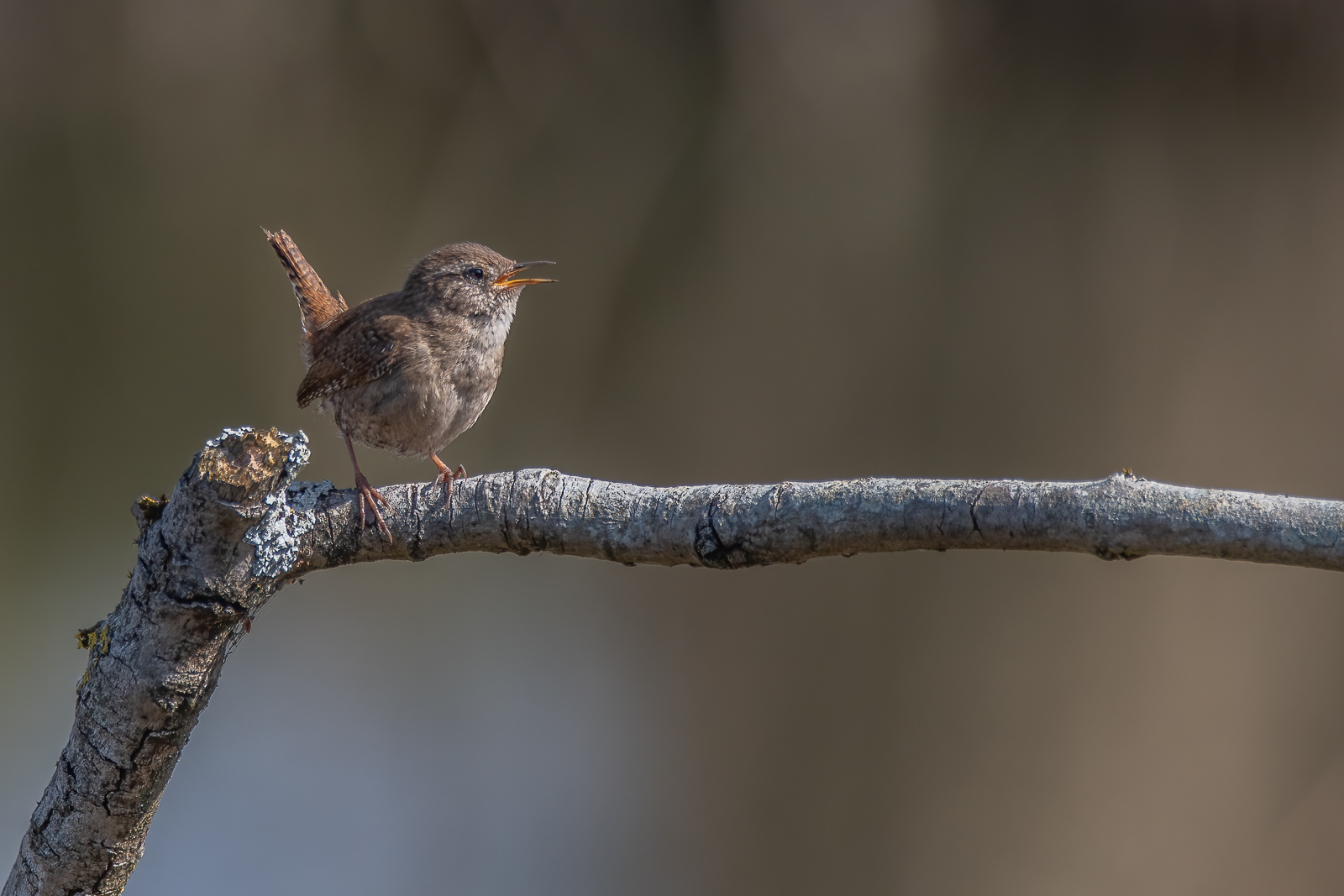 DSC_9205-Modifier.jpg